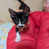 お髭が可愛いチョビ子ちゃん サムネイル3