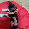 お髭が可愛いチョビ子ちゃん サムネイル4