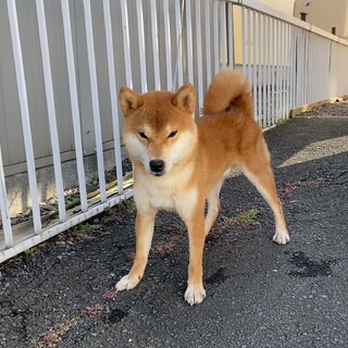 柴犬　1才6ヶ月の男の子