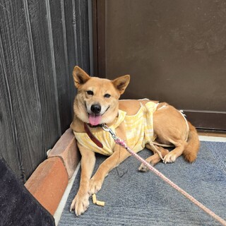 ５年間つながれっぱなしだった光ちゃん
