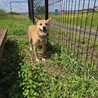 ５年間つながれっぱなしだった光ちゃん サムネイル2