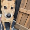 ５年間つながれっぱなしだった光ちゃん サムネイル5