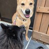 ５年間つながれっぱなしだった光ちゃん サムネイル6
