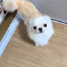 さく君のずっとのお家募集中！ サムネイル3