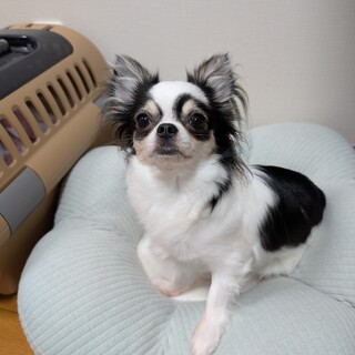 まつりちゃんのずっとのお家募集中！