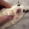 【相談中】フクロモモンガ　メス　２歳４ヶ月 サムネイル5