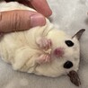 【相談中】フクロモモンガ　メス　２歳４ヶ月 サムネイル6