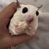 【相談中】フクロモモンガ　メス　２歳４ヶ月 サムネイル7