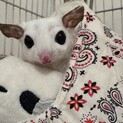 【相談中】フクロモモンガ　メス　２歳４ヶ月