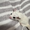 【相談中】フクロモモンガ　メス　２歳４ヶ月 サムネイル2