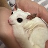 【相談中】フクロモモンガ　メス　２歳４ヶ月 サムネイル4