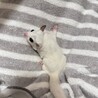 【相談中】フクロモモンガ　メス　２歳４ヶ月 サムネイル3