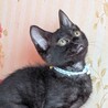 かくれぼが得意なオッポくん サムネイル5