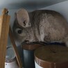 チンチラの里親募集 サムネイル3