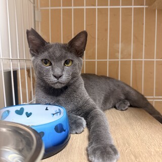 グレーのシャイなセリーヌくん