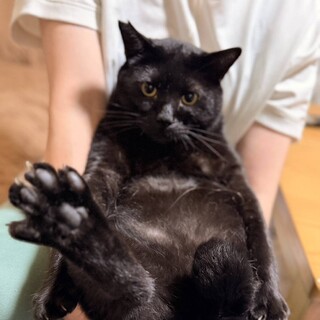 3本足.白血病にも負けない10キロボーイ❗️