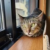 甘えん坊な男の子の里親募集します。 サムネイル2