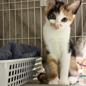 【10/11譲渡会】ツンデレ三毛猫きりんちゃん