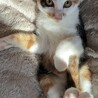 【10/11譲渡会】ツンデレ三毛猫きりんちゃん サムネイル2