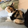 【10/11譲渡会】ツンデレ三毛猫きりんちゃん サムネイル3