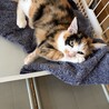 【10/11譲渡会】ツンデレ三毛猫きりんちゃん