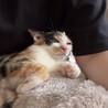 【10/11譲渡会】ツンデレ三毛猫きりんちゃん サムネイル5