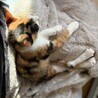 【10/11譲渡会】ツンデレ三毛猫きりんちゃん サムネイル6