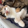 【10/11譲渡会】ツンデレ三毛猫きりんちゃん サムネイル7
