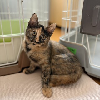 【10/11譲渡会】ちょっとヒョウ柄耳のサビちゃん