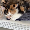 【10/11譲渡会】ちょっとヒョウ柄耳のサビちゃん サムネイル5