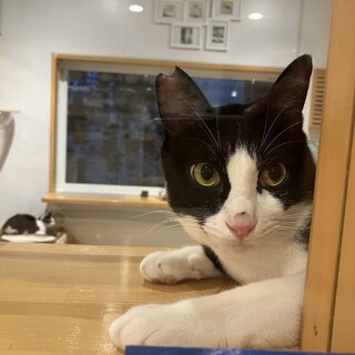 抱っこができるレオくん