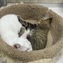 保護猫達の譲渡会