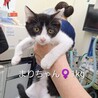 可愛い盛りの子猫たち❤️もず・まり・みり サムネイル3