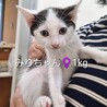 可愛い盛りの子猫たち❤️もず・まり・みり サムネイル4
