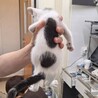 可愛い盛りの子猫たち❤️もず・まり・みり サムネイル5