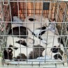 可愛い盛りの子猫たち❤️もず・まり・みり サムネイル6