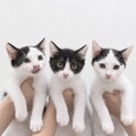 可愛い盛りの子猫たち❤️もず・まり・みり