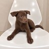 甘えん坊の3ヶ月男の子 サムネイル3