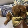 【推定6歳】人好きで賢く笑顔が可愛いマロン(仮 サムネイル3