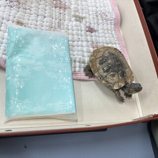 ミドリガメ（11センチ）の里親募集