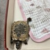 ミドリガメ（11センチ）の里親募集 サムネイル2