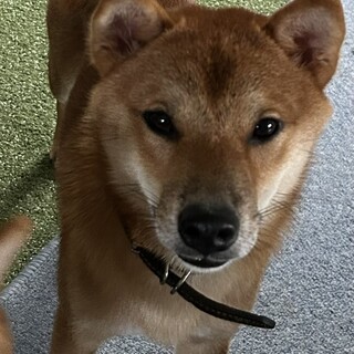 りゅう君を幸せわんこにしてください
