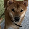 りゅう君を幸せわんこにしてください