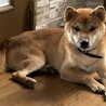 りゅう君を幸せわんこにしてください