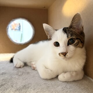 ボクと一緒に暮らしませんか？byブラックジャック