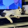 ボクと一緒に暮らしませんか？byブラックジャック