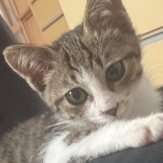 大怪我をしたこの子を幸せにゃんこにしてください