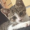 大怪我をしたこの子を幸せにゃんこにしてください