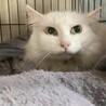 気品溢れるマダム サムネイル2