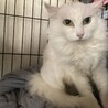 気品溢れるマダム サムネイル3